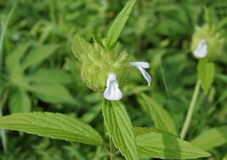 cây mè đất trong mevital enzyme