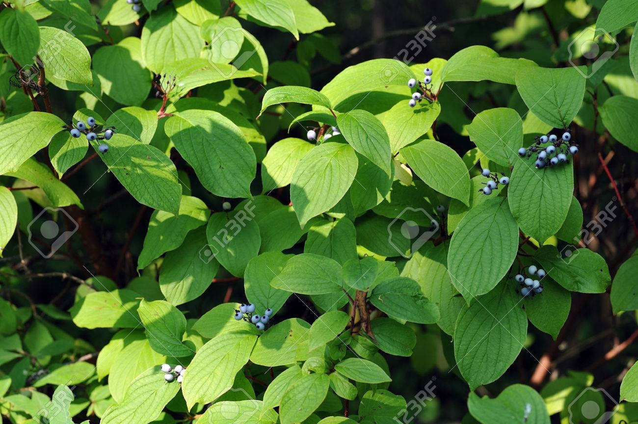 Frangula alnus