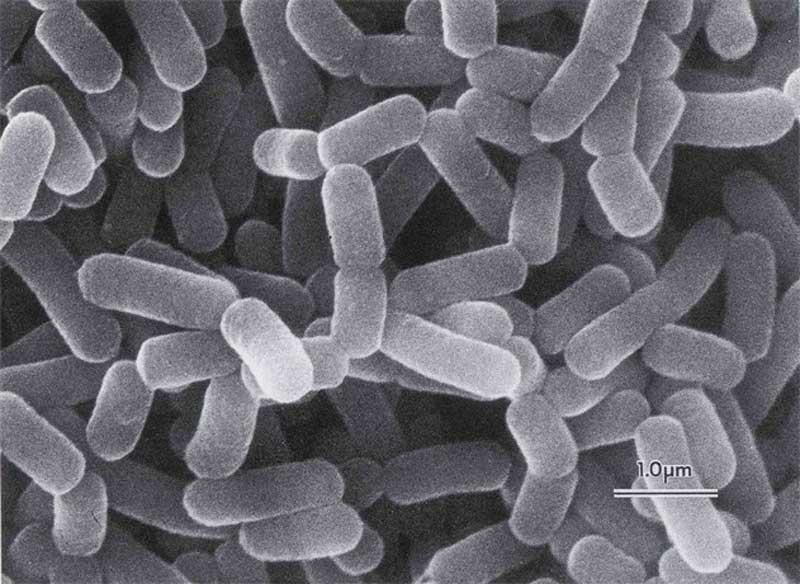 Lactobacillus casei