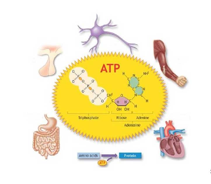 Tái tạo ATP