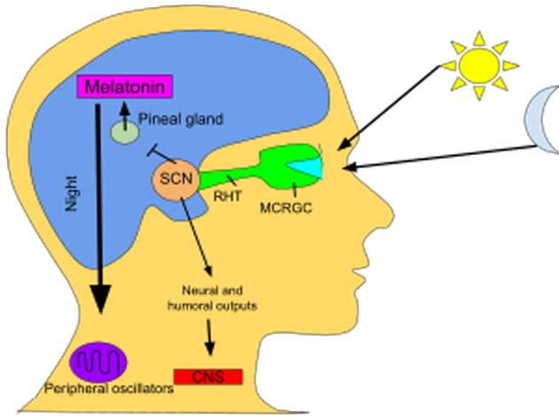 Melatonin và mối liên quan với giấc ngủ