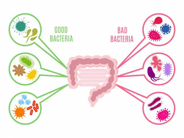 Lợi khuẩn đem lại nhiều hỗ trợ tuyệt vời cho sức khỏe