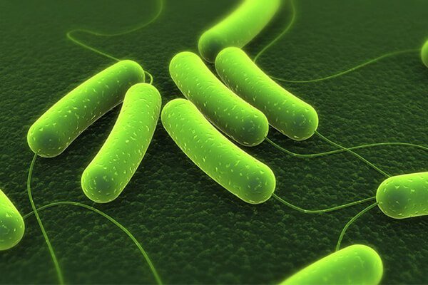Vi khuẩn HP là loại vi khuẩn rất thường gặp hiện nay
