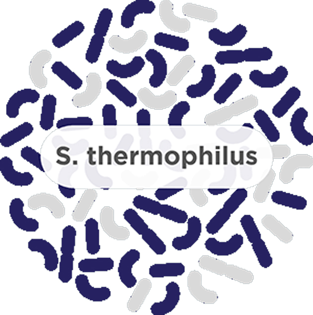 Streptococcus thermophilus (S strain)