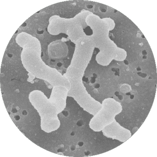 Bifidobacterium lactis (BL strain)