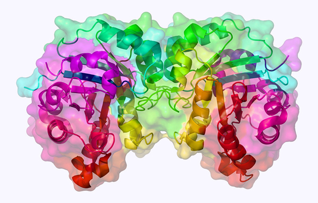 Cơ thể con người chứa rất nhiều enzyme tiêu hóa