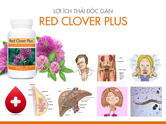 Dinh dưỡng quý giá từ Red Clover Plus