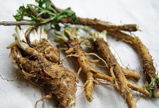 Chiết xuất rễ rau diếp xoăn