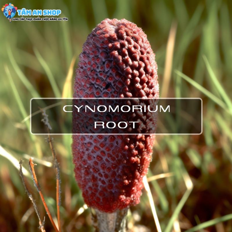 Cynomorium Songaricum có trong Hamer Ginseng & Coffee 