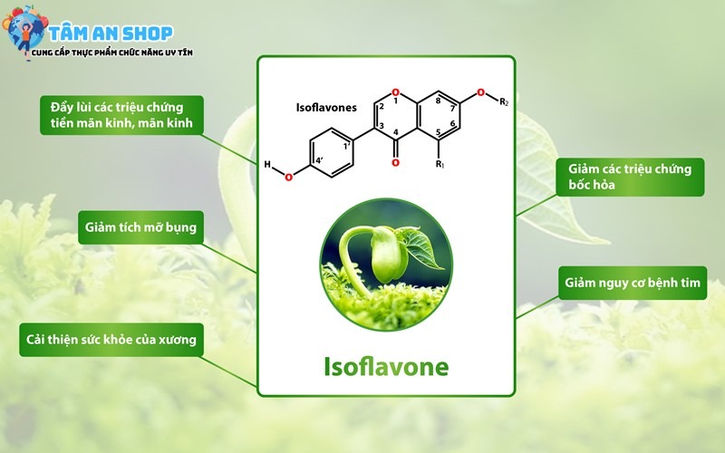 Isoflavone có trong Green Collagen Powder