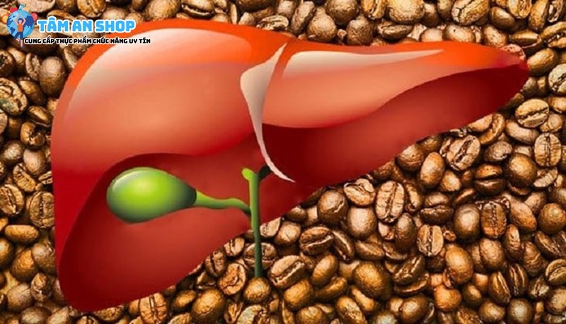 Hạt cafe tốt cho gan nhiễm mỡ