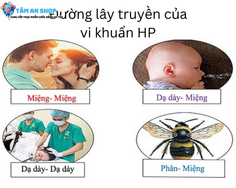 Vi khuẩn Hp lây qua đường nào