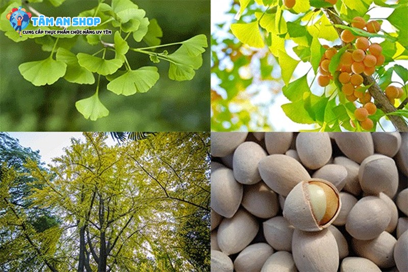 Chiết xuất lá Ginkgo có thể giúp cải thiện trí nhớ và sự tập trung