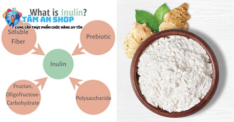 Bột Inuline giúp hệ tiêu hóa hoạt động khỏe mạnh